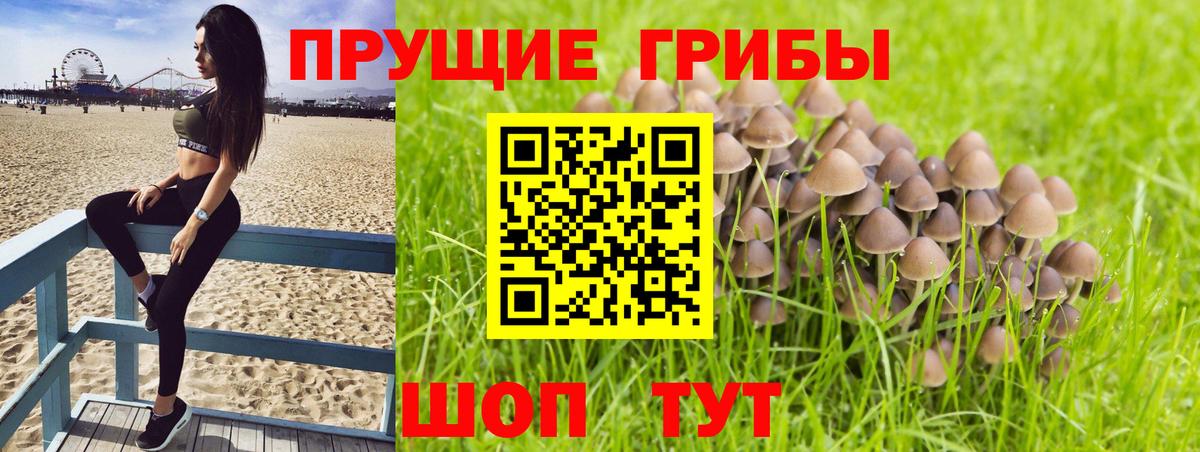 Кимры  Галлюциногенные грибы Magic Shrooms  Вход с VPN 