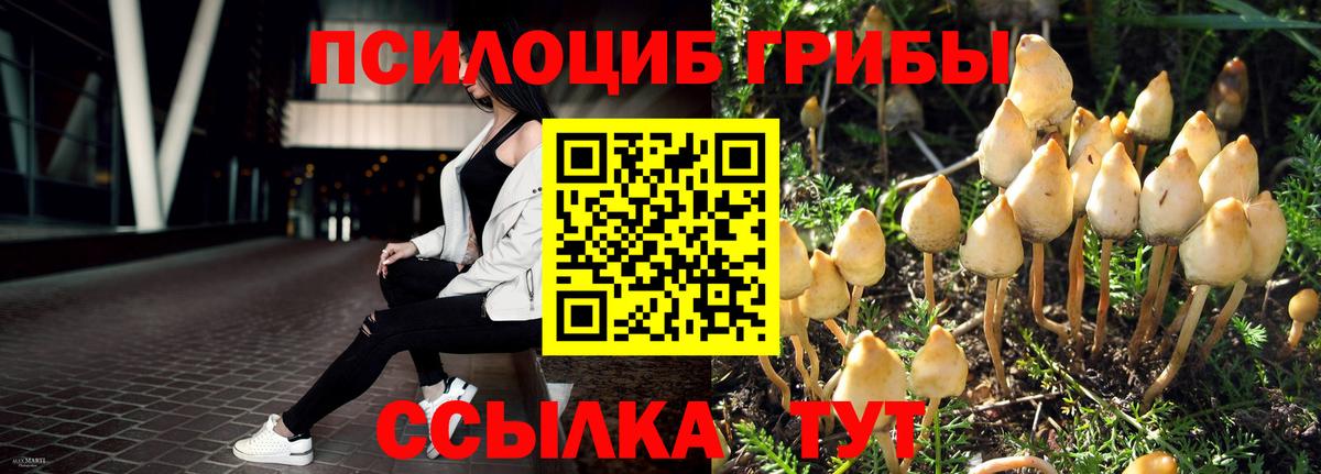 Галлюциногенные грибы Psilocybine cubensis Кимры